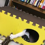 アイデア猫ハウス。中はあったか、作るの簡単、コスパ最高で猫も大満足!