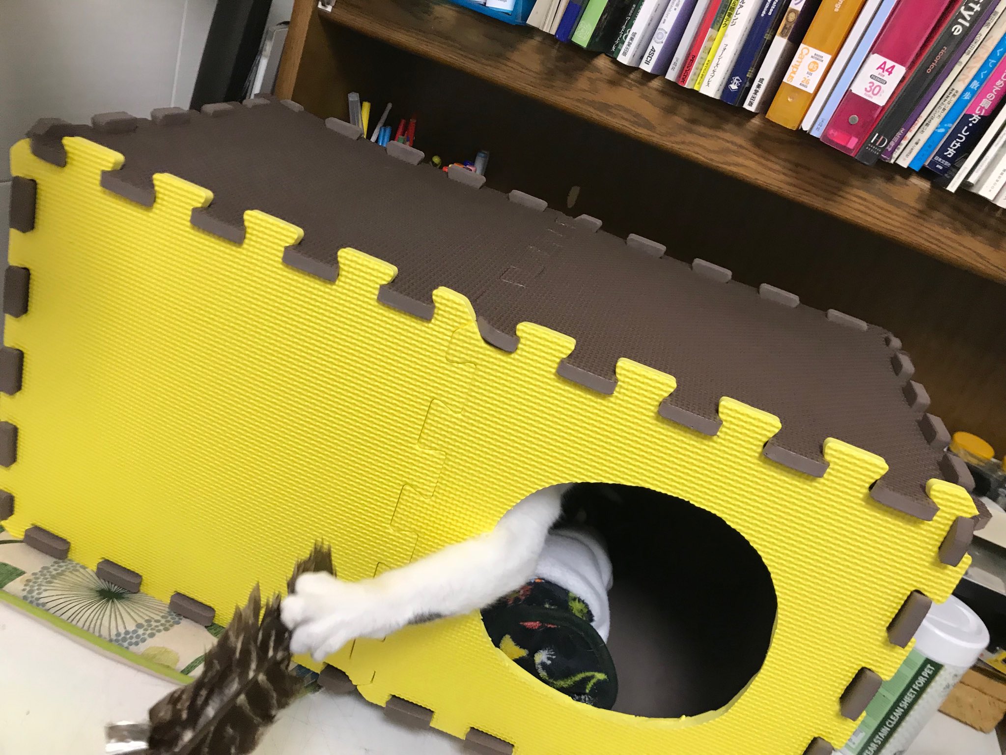 よしまさこ ダイソーで買った二枚組のジョイントマットを組み合わせた猫ハウスを作ってやったらこれまた超お気に入り 貧乏くささ炸裂してますが 中はポカポカでいい感じ 高いペット用品はもう買わないな たぶん しめて500円 T Co Isncjam3fr