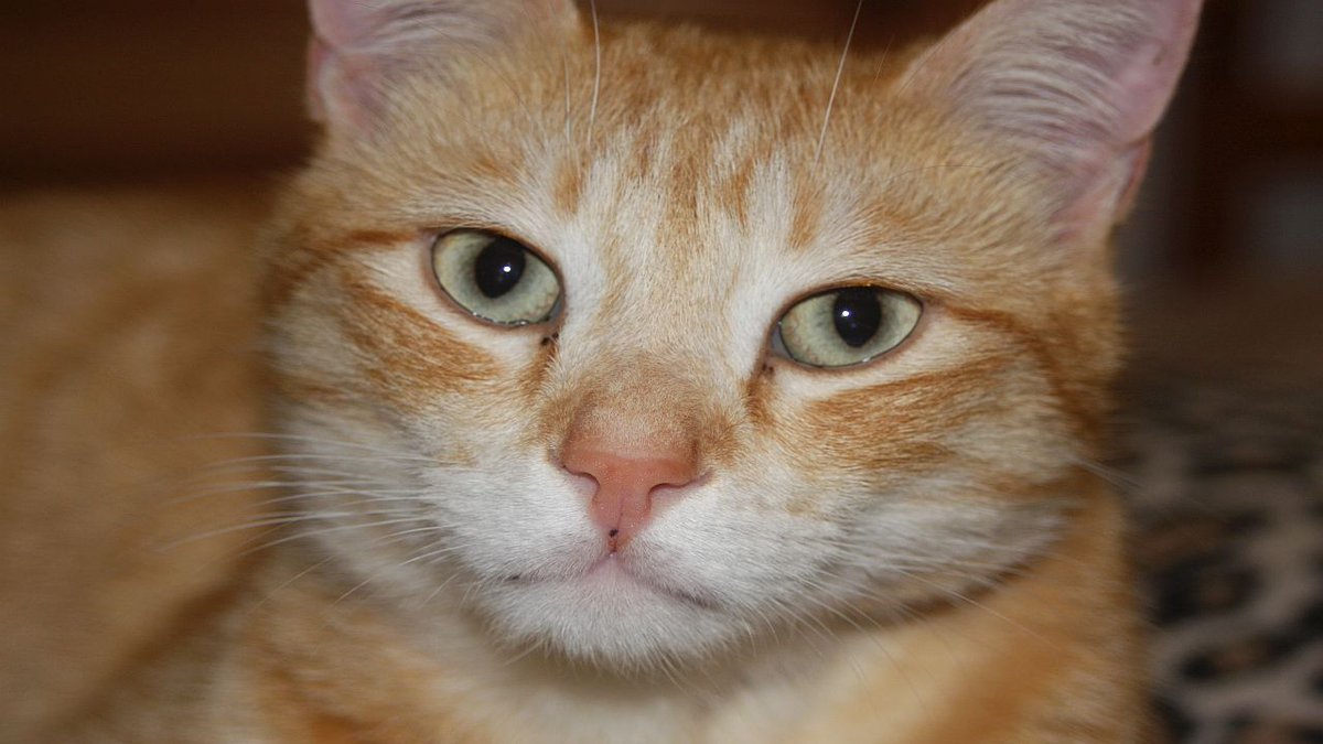 quiz_berry's tweet photo. Cats and pan pipes music, what could be better than listening while watching #cats https://t.co/5DcMOBo23O https://t.co/O8heFtDjsG