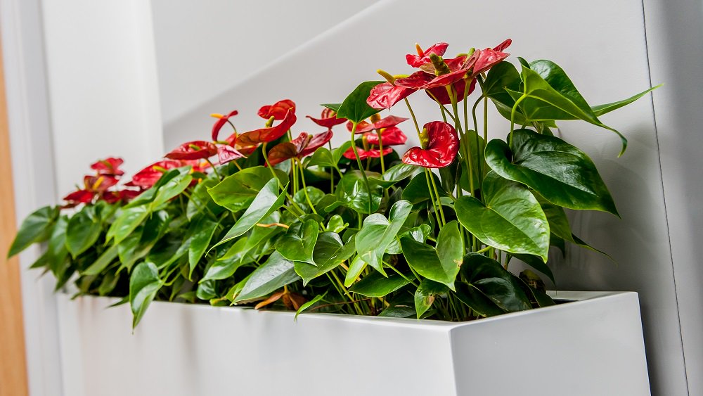 Today is #NationalStressAwarenessDay.   Read how plants can help ow.ly/jgev30gh1ZV