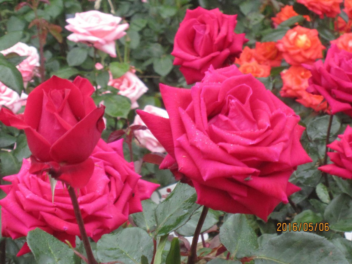 Maria Mieko Matsuoka (@matsuokamieko) on Twitter photo 