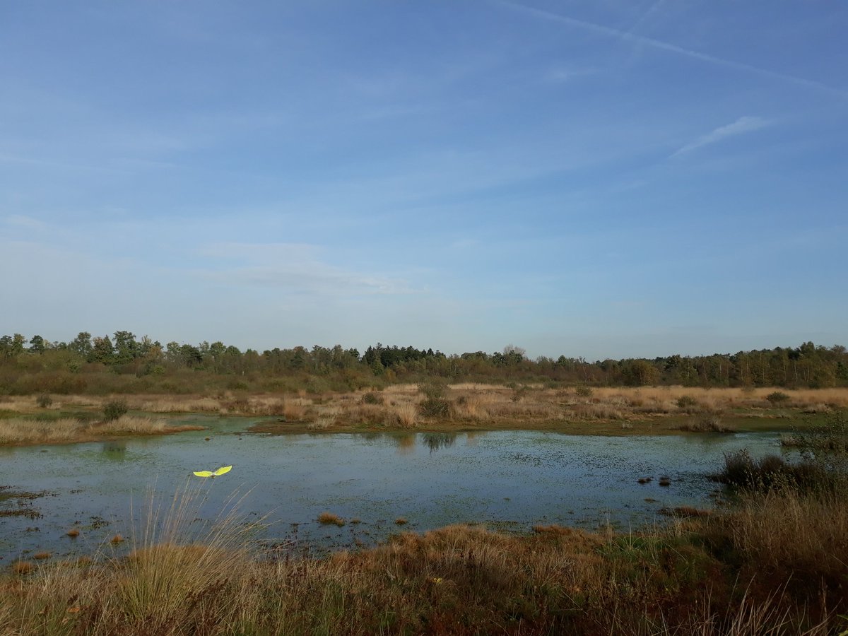 Prachtige dag voor een wandeling op de hei #Ossendrecht #vrtweer