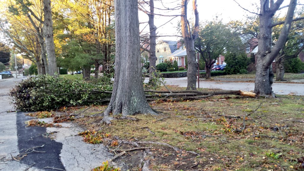Citzn_Forester's tweet photo. Aftermath of this week's incredible wind storm. This is the park on our street. Thankfully, only one #tree was severely damaged. #Providence https://t.co/wnnciPYtGV