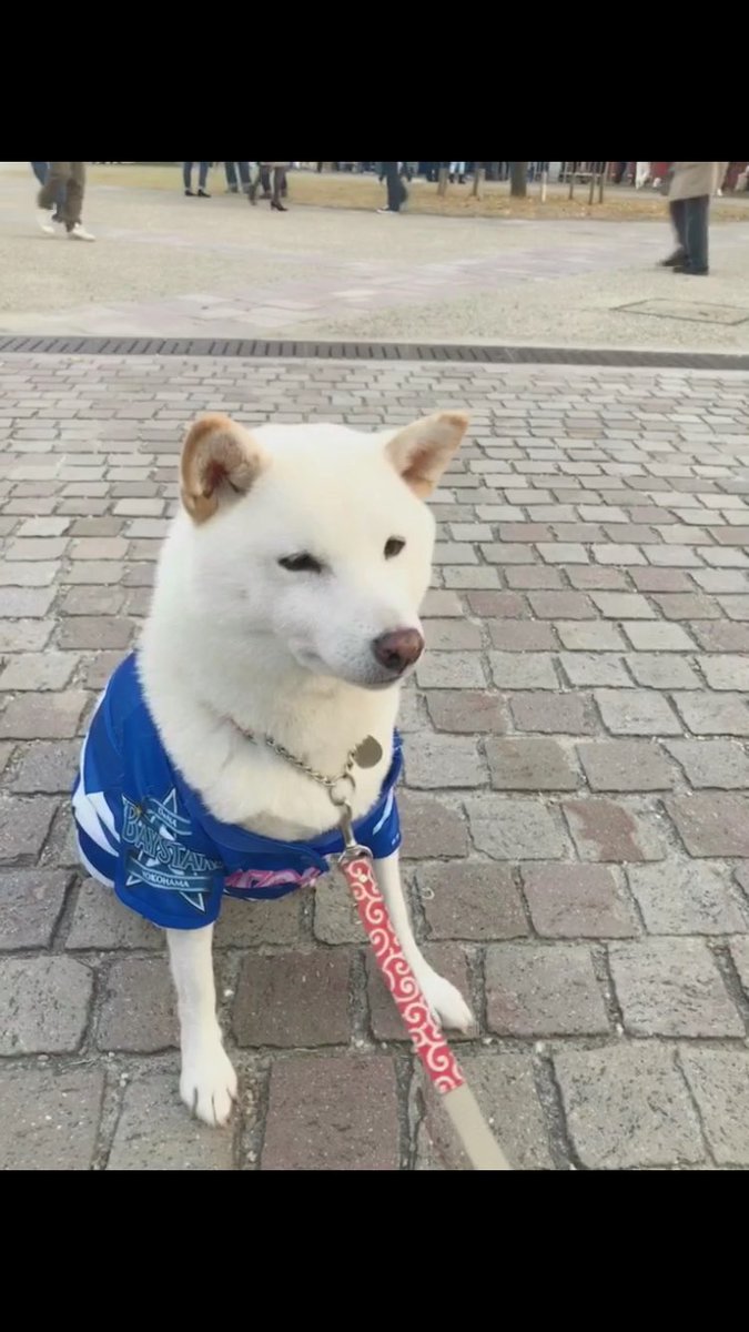 Yu Ki A Twitter 横浜スタジアムで見つけた お父さん犬ww ソフトバンクホークス 横浜スタジアム 日本シリーズ お父さん犬