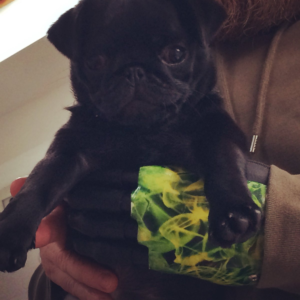 gazdigits1's tweet photo. New family addition Edie 🐶quite likes being held by #idigits but would prefer to chew them ! #prosthetics https://t.co/G1UQGxjwyn