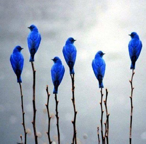 World birds tweet media