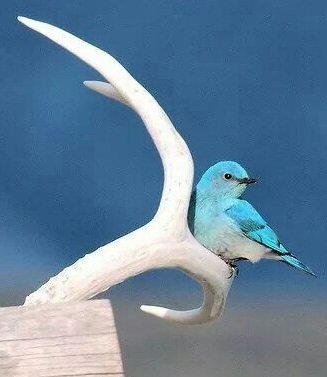 World birds tweet media