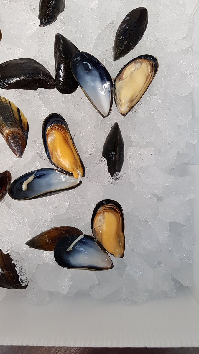 Whitfish Ltd tweet media