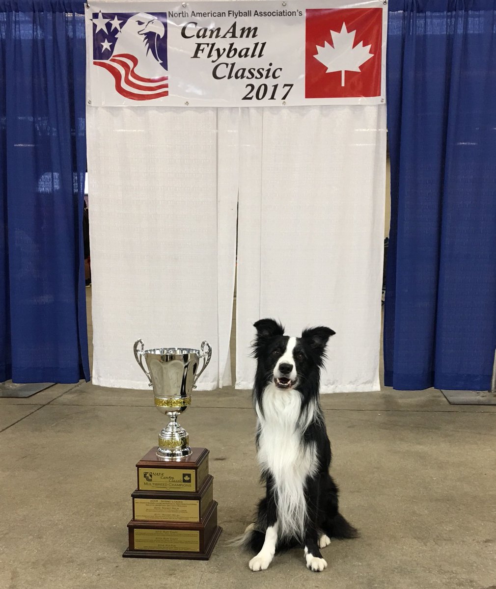 RacingBlueSTORM's tweet photo. Code looking really pleased with his win at the @NAFAFlyball Multi Breed class.  Congrats to Marsha Almond  #STORMonboard #Fightfatigue https://t.co/HVgK8weDKC