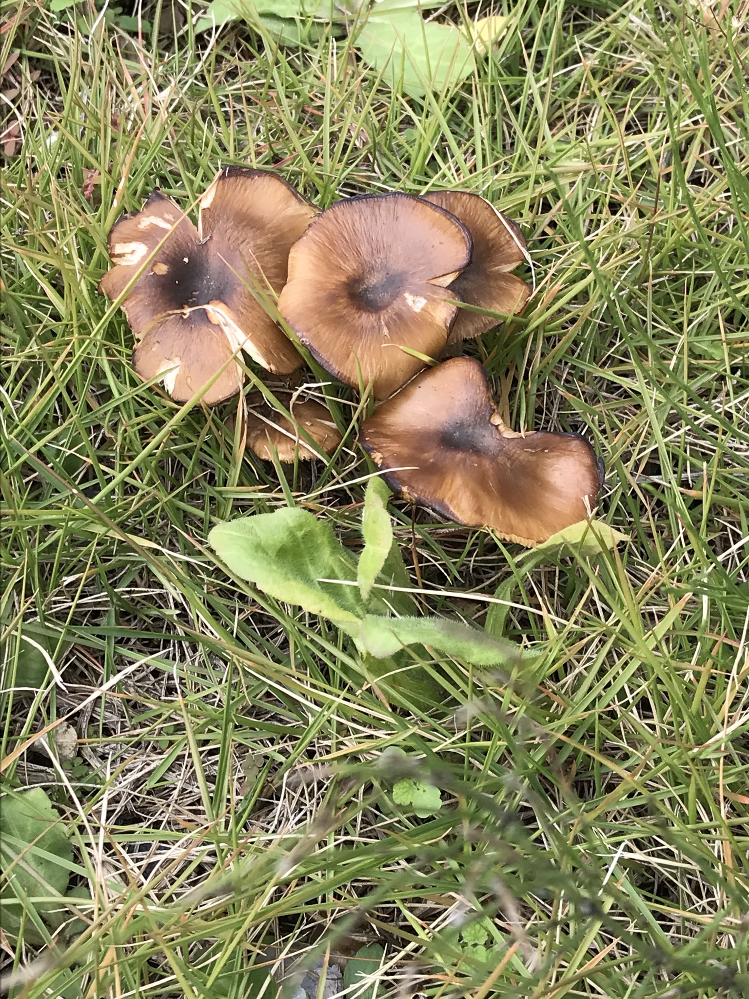 からから 庭に 草じゃなくて キノコ生えたwww 寒いから 草 もういいやって 放っておいたら 知らない間に 生えてたぁ 周りに木も無い南の芝生なのに 何故だろう そっか これが岩手なのね これ 食べれるのかな おいでよ岩手 住もうよ岩手 T Co