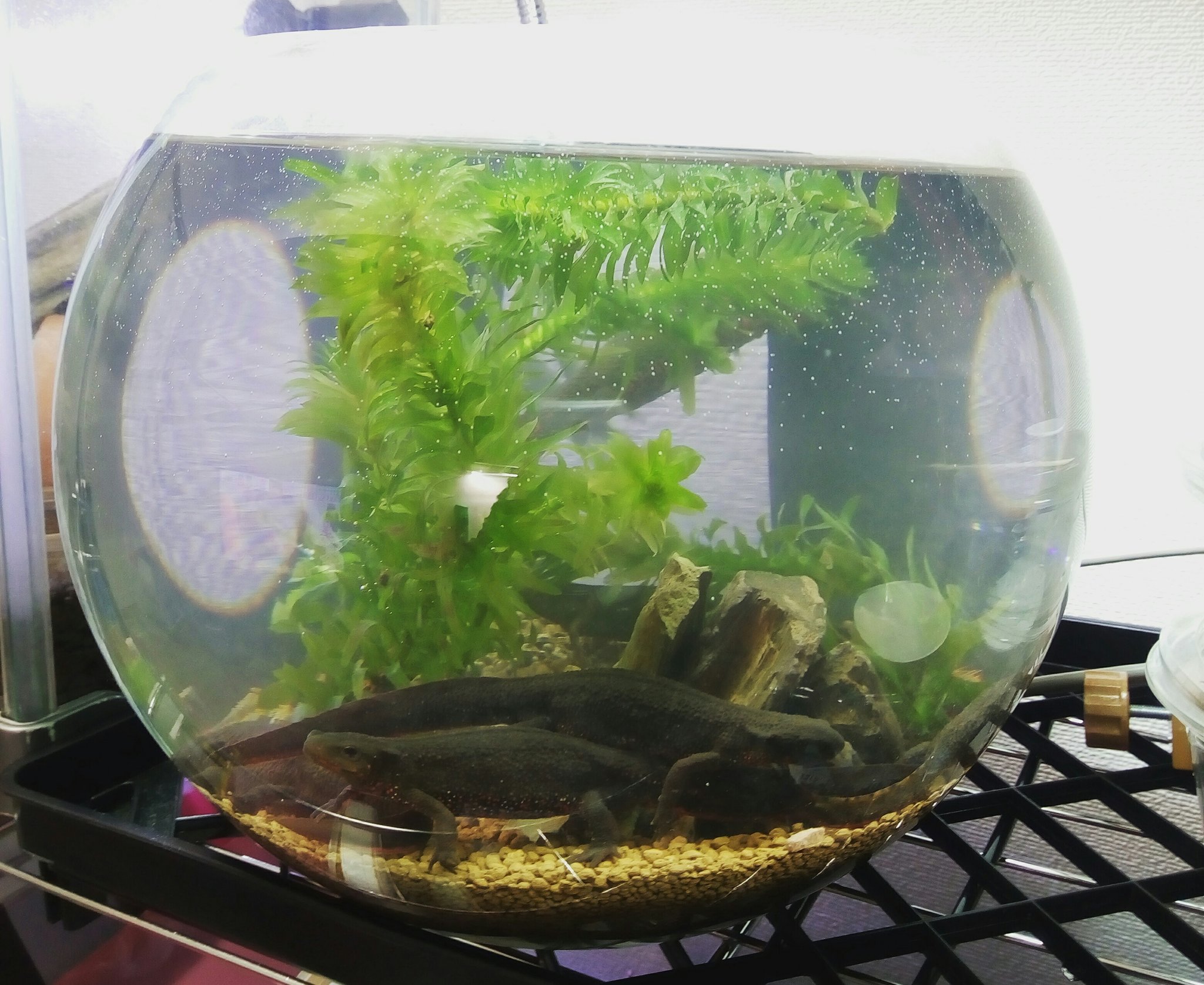 Gonza 新しいアカハライモリの水槽 以前 アクアライフに掲載されていた水槽を参考に作りました アカハライモリ アクアライフ 水槽 アナカリス T Co Blw9e3fnyp Twitter