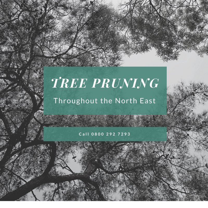 DeluxeTree's tweet image. Can you give us a retweet? #northeast #durham #sunderland #newcastle