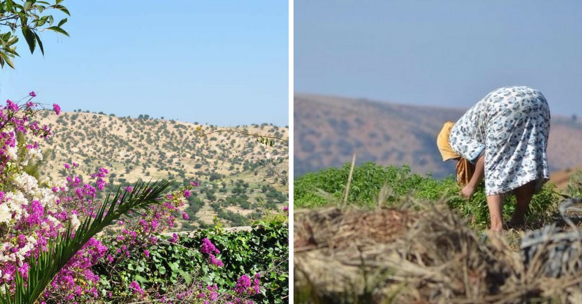 SystemesD's tweet image. Maroc : la permaculture sort le village de Brachoua de la pauvreté bit.ly/2lvCOhl