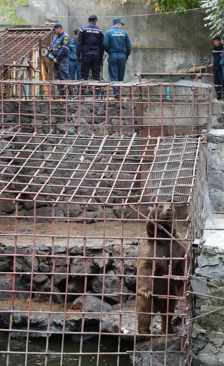 IAR_updates's tweet image. Two bears have been saved. Dozens more still need help. YOU can help us save them. greatbearrescue.org . RT and spread the word.