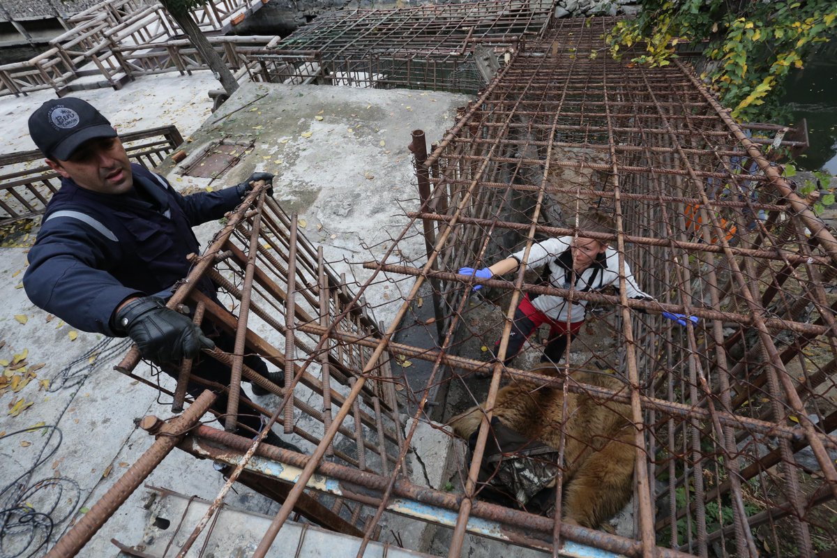 IAR_updates's tweet image. Two bears have been saved. Dozens more still need help. YOU can help us save them. greatbearrescue.org . RT and spread the word.