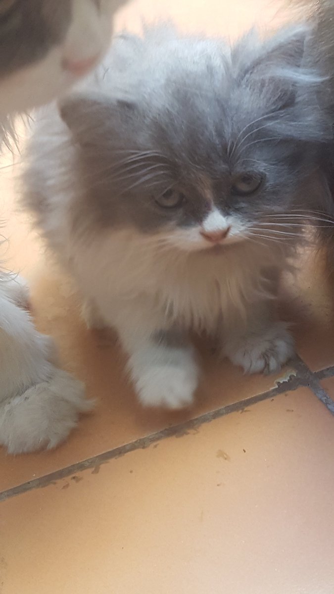 Riyadh_cats tweet media