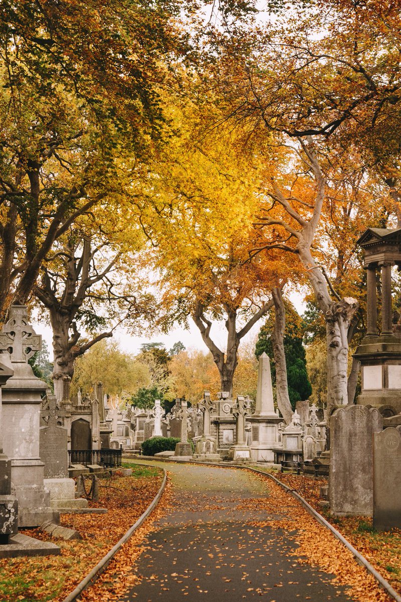 kuycalove's tweet photo. what a hauntingly beautiful place 🍂 #glasnevin #autumn #dublin https://t.co/RJ7UxrX4e4