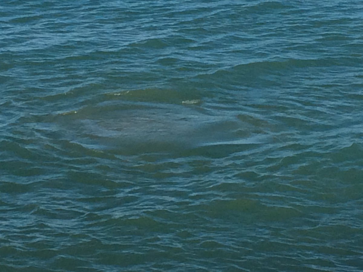 gpp_rizzo's tweet photo. A #Termoli liquami in mare dal #depuratore. Protestano i cittadini: ancora nessuna verifica @TgrMolise @TgrRai https://t.co/HhpBMNdhkL