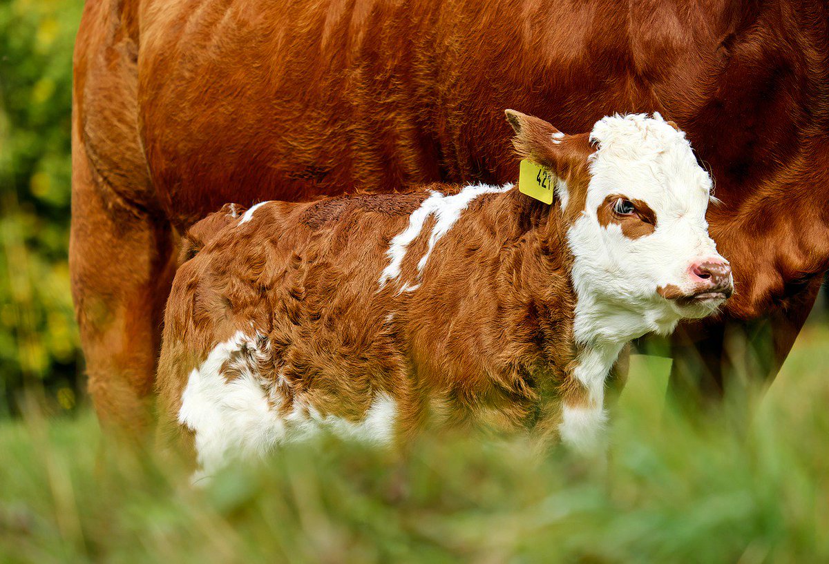 PETAUK's tweet photo. Happy #WorldVeganDay! 💚🌱 https://t.co/iXzhCEeWiI