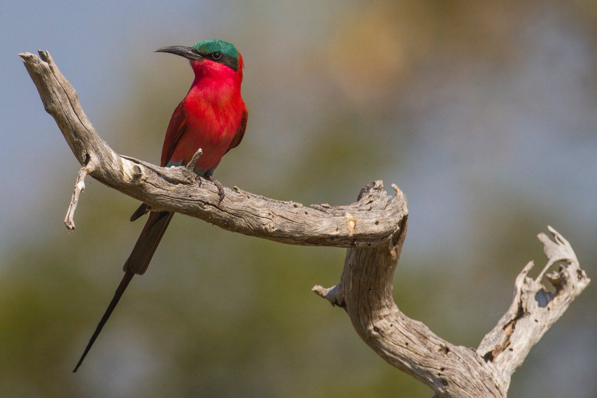 NatSelection1's tweet photo. Just a few of the feathered characters you can expect to see in our Botswana camps.

#safarisofcharacter #naturalselectiontravel https://t.co/6RHNEw5bau