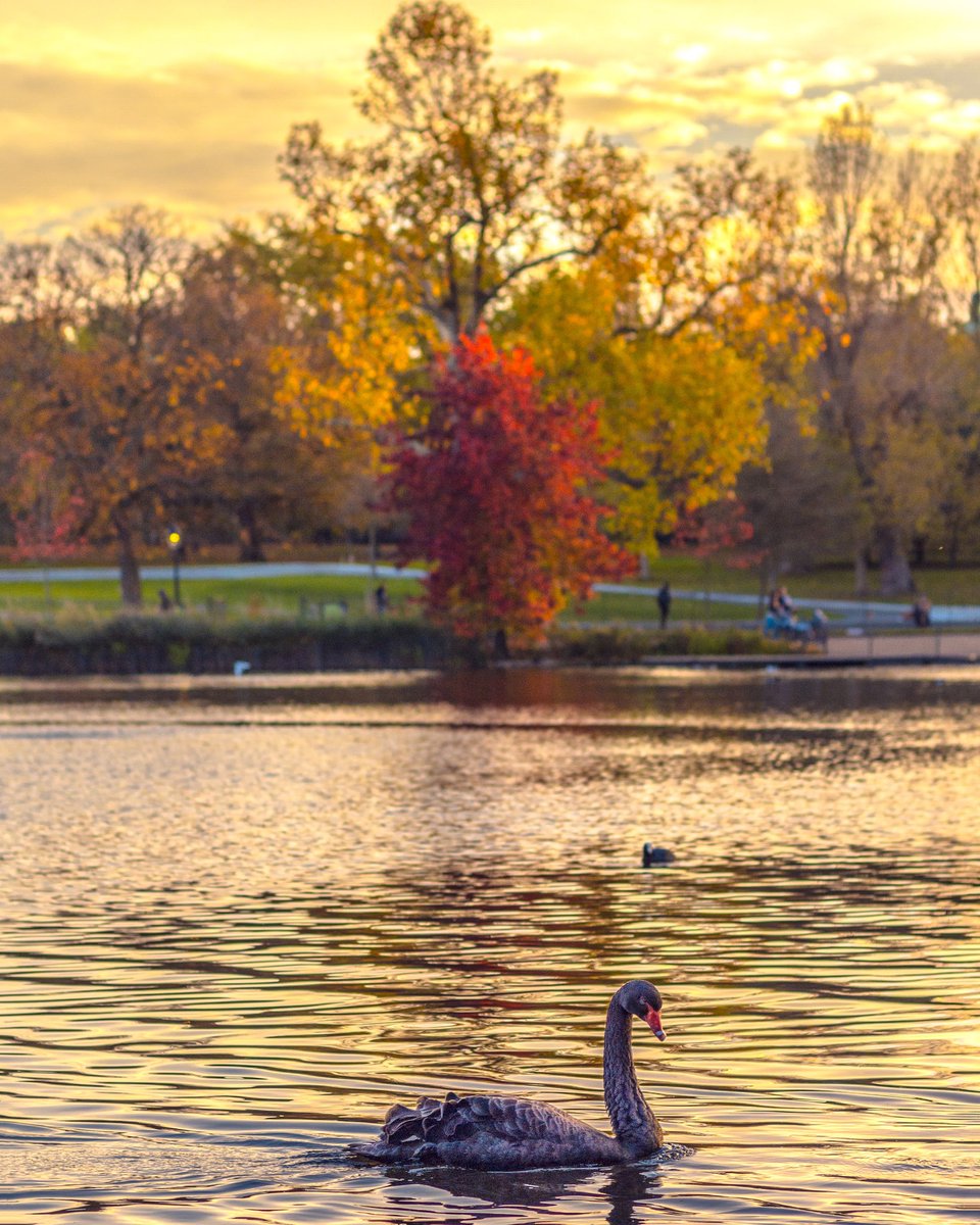 visitlondon's tweet photo. Hyde Park is looking oh so autumnal in this #Londonin4! 🍂 

 [Photo: @najayktalks] https://t.co/2tvpHiH3af