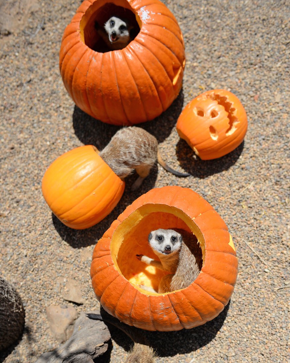 BindiIrwin's tweet photo. I love Halloween at home❤️🎃
Some of my favourite moments from @AustraliaZoo. https://t.co/djyJ3Enf6e
