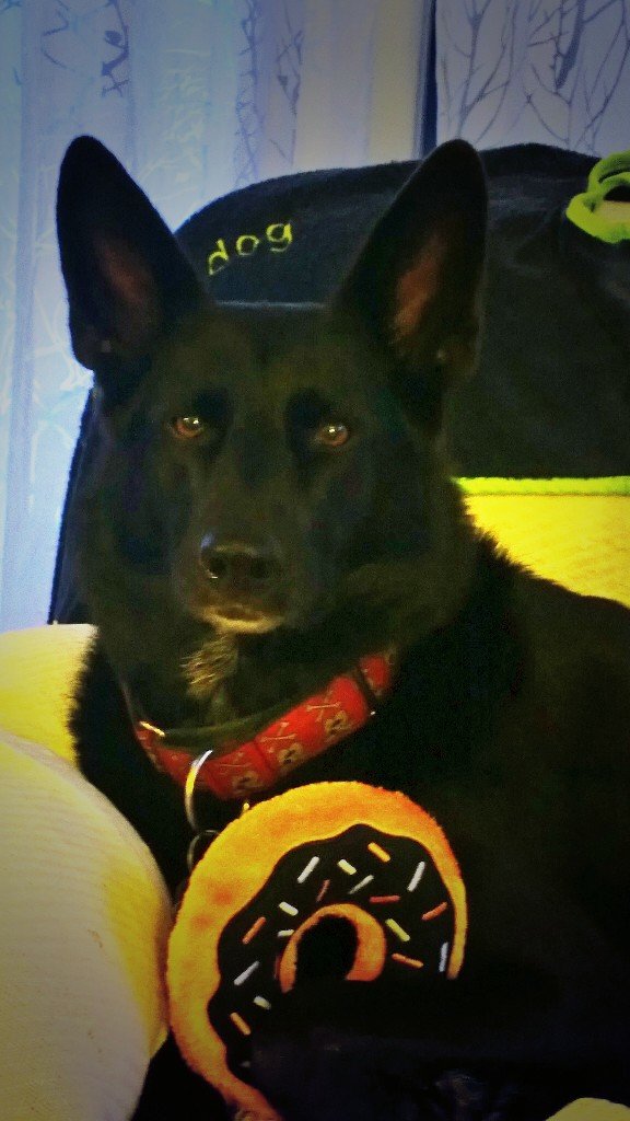 MyCTCommunity's tweet photo. Donut model for hire. #LuketheShep will work for, well, donuts. 😍💙🍩 #CTCool https://t.co/bhsJVxWS3H