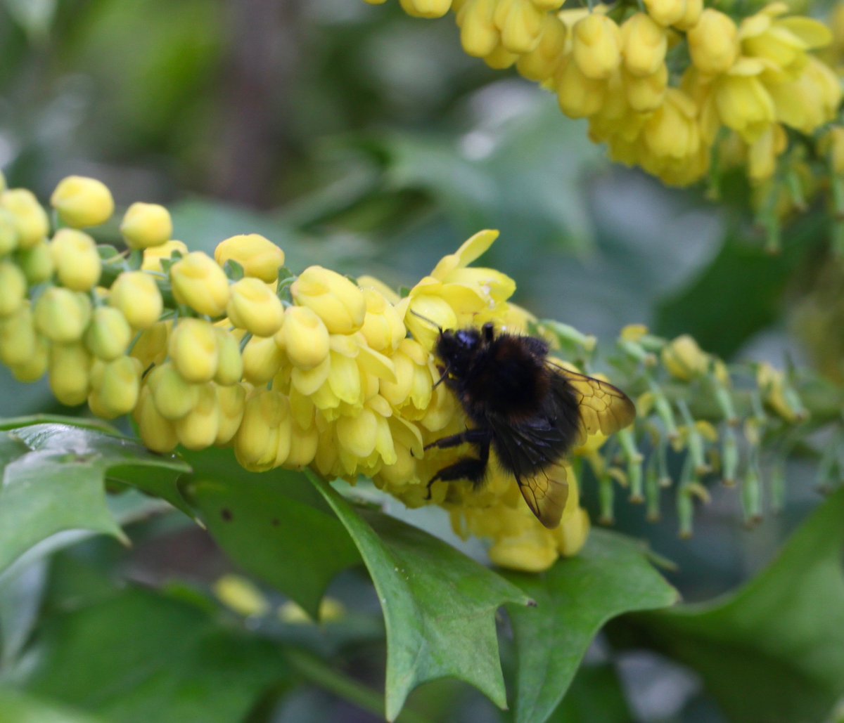B_Strawbridge's tweet photo. If you plant just one shrub this month, please make it Mahonia; SO important for winter flying #bees &amp; other #pollinators https://t.co/s9HTRV6D0I