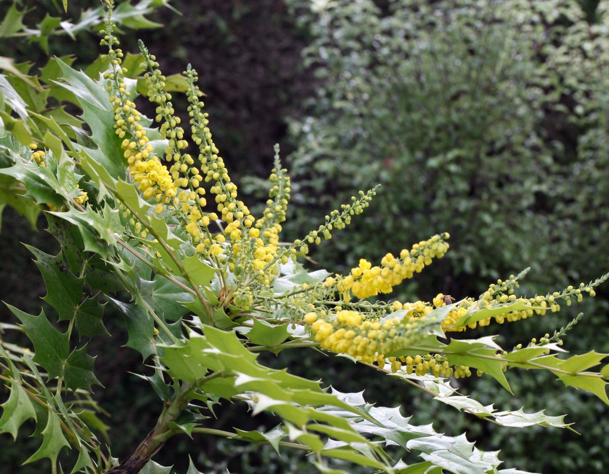 B_Strawbridge's tweet photo. If you plant just one shrub this month, please make it Mahonia; SO important for winter flying #bees &amp; other #pollinators https://t.co/s9HTRV6D0I