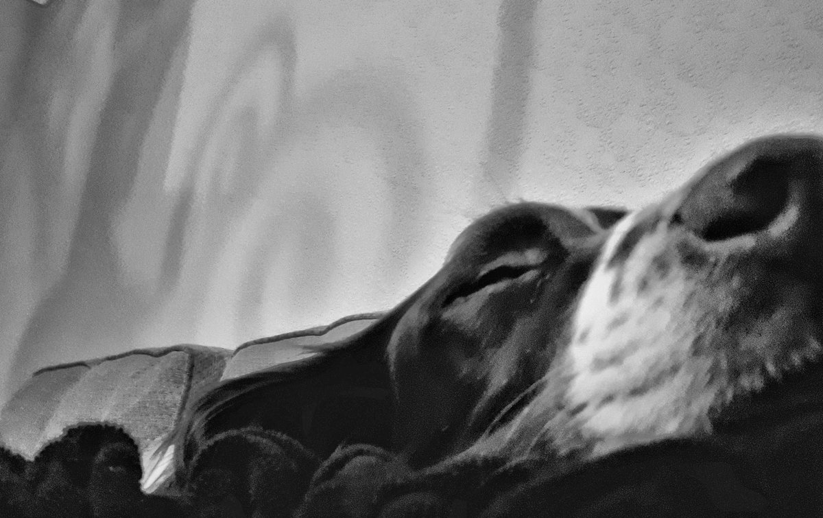 exPDEric's tweet photo. Tis me grabbing a nap! #dogsoftwitter #dogs #dogsofinstagram #springerspaniel https://t.co/ej9eTkCrG5