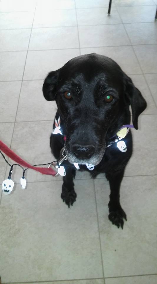 Falcons Landing tweet media