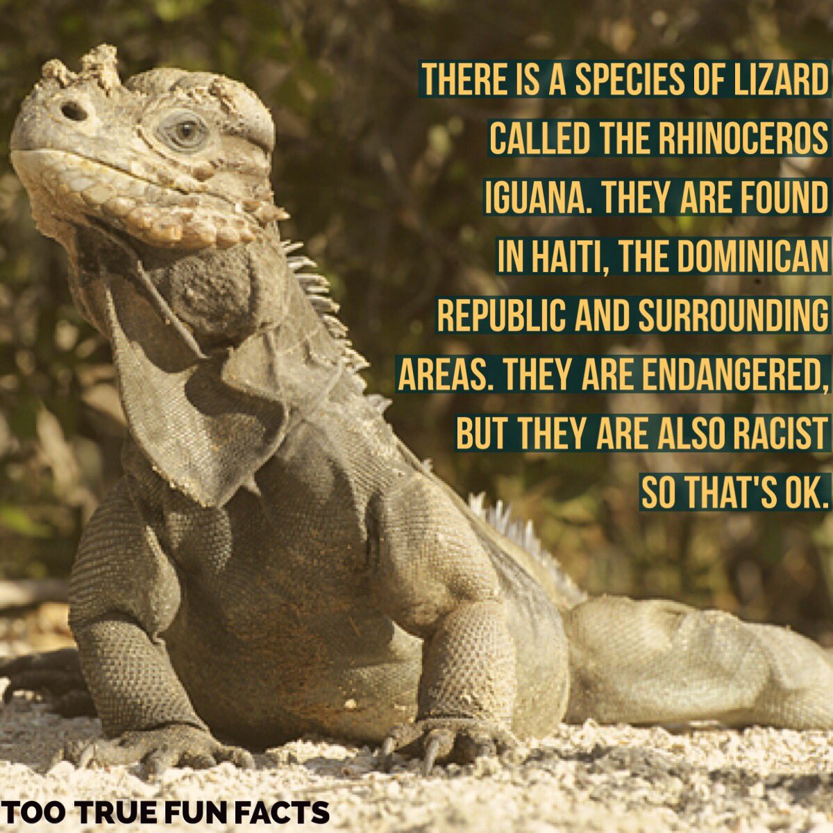 Too True Fun Facts on Twitter: "Iguana Fun Fact. #iguana # ...