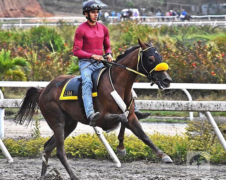 #HIPISMO #LANCES Y #DATAZOS #TRAQUEOS GRAN ARMONIA 1000 en 65"3 con 12"3 siguio 79"4 e/p pareja.