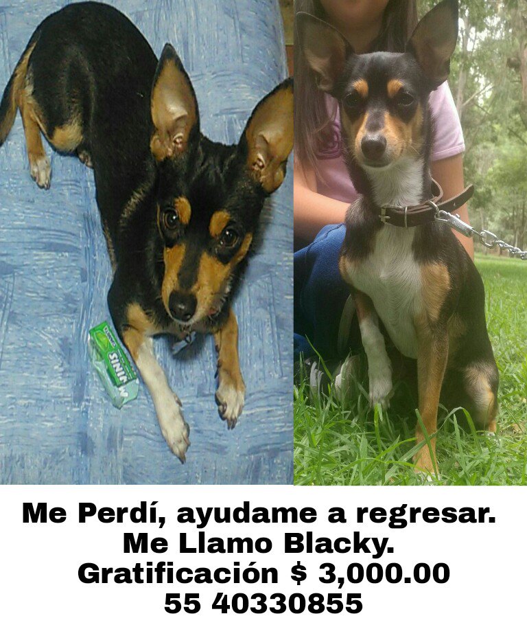 diana_dfc's tweet photo. @PrrosPerdidosMX @UribeMerle @por_perros @CuidandoHuellas su ayuda para difundir se salio en la colonia peralvillo por favor RT https://t.co/jJ2iDblKzP