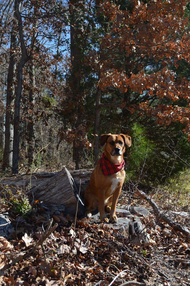 Butlers4Pets's tweet photo. Mini photo shoot last fall with my Bella baby! #PhotogenicFurbaby #BeagleLab #MyKidHas4Paws https://t.co/G8lNV45wi3