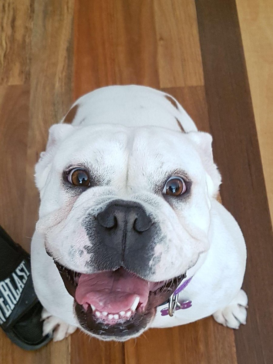 Rescued Stella from a shelter after a farmer handed her in for not being a working dog. Love every smile she gives ❤️❤️