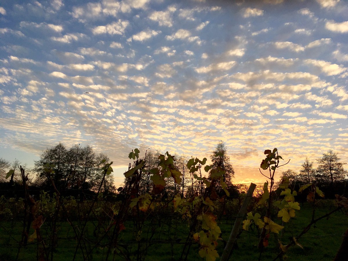 Some sunset! #englishvineyard #Somerset