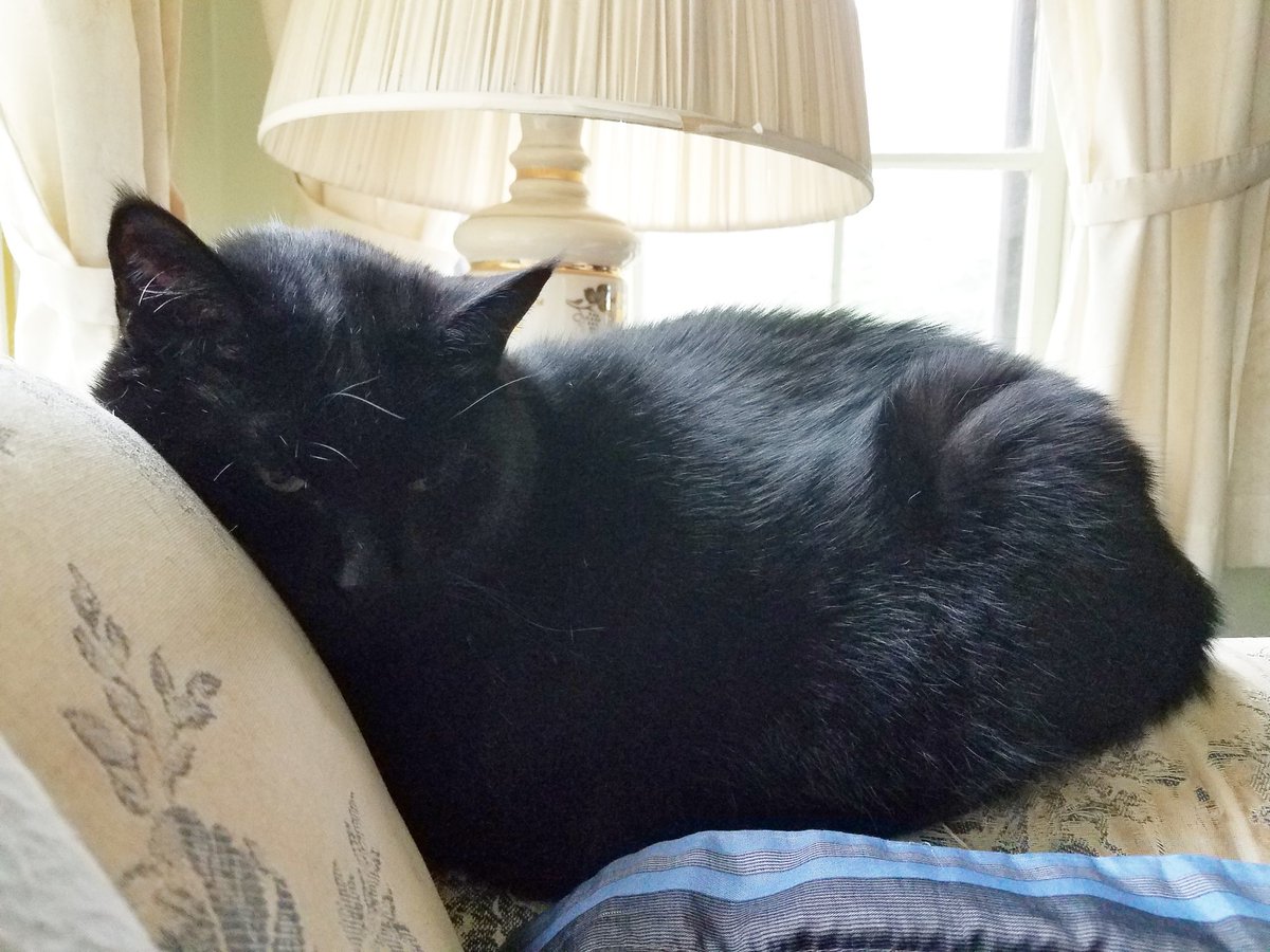 Tom_Myers's tweet photo. Guess who turns 10 this month? #ItsBuddy https://t.co/un3Ke6REbp