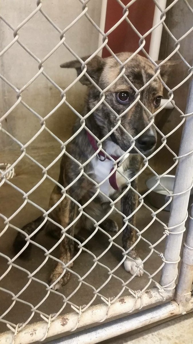 SupportPets's tweet photo. #Animal #Pet #Dog #Cat Lovers,we only have 3 RTs so far here!Please we need 997 more.#RTIsFree and only takes 2 seconds.We know you r quick! https://t.co/bQpS3VeSG1