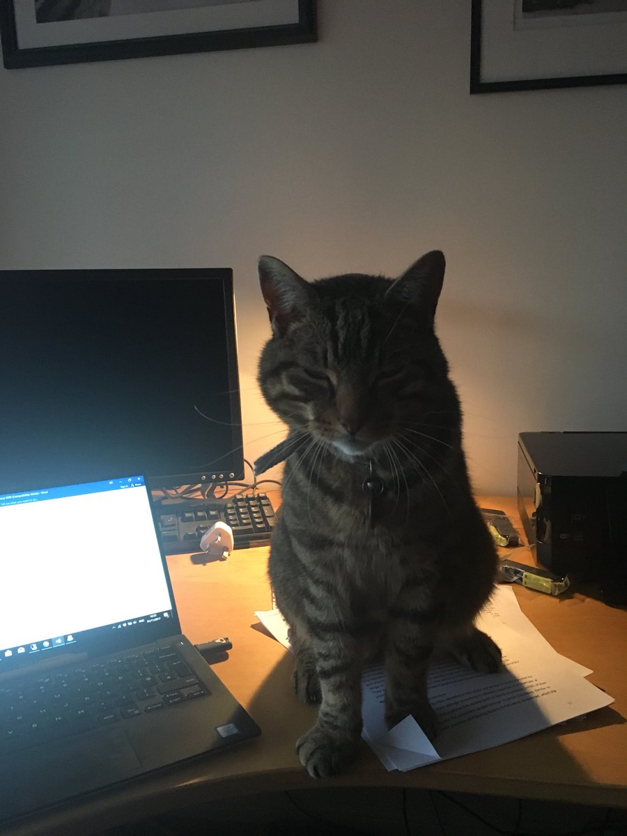 odo_kate's tweet photo. I have a writing buddy - heβs not even our cat! #CatVisitor https://t.co/nhGo2ZMw4l