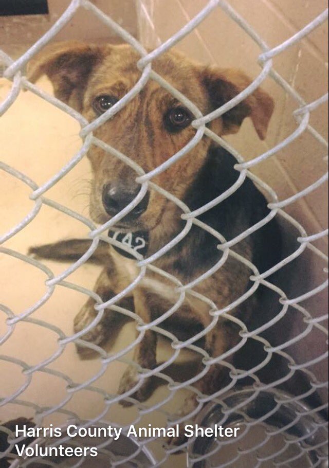 SupportPets's tweet photo. #Animal #Pet #Dog #Cat Lovers,we only have 3 RTs so far here!Please we need 997 more.#RTIsFree and only takes 2 seconds.We know you r quick! https://t.co/bQpS3VeSG1