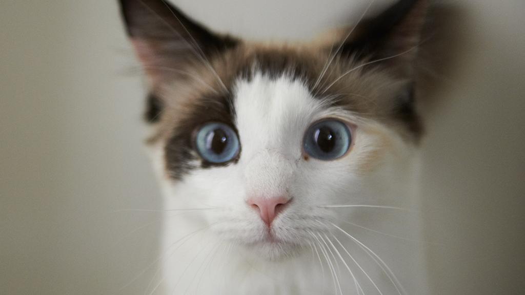 when you cat sees the holiday decorations coming out #HappyNovember