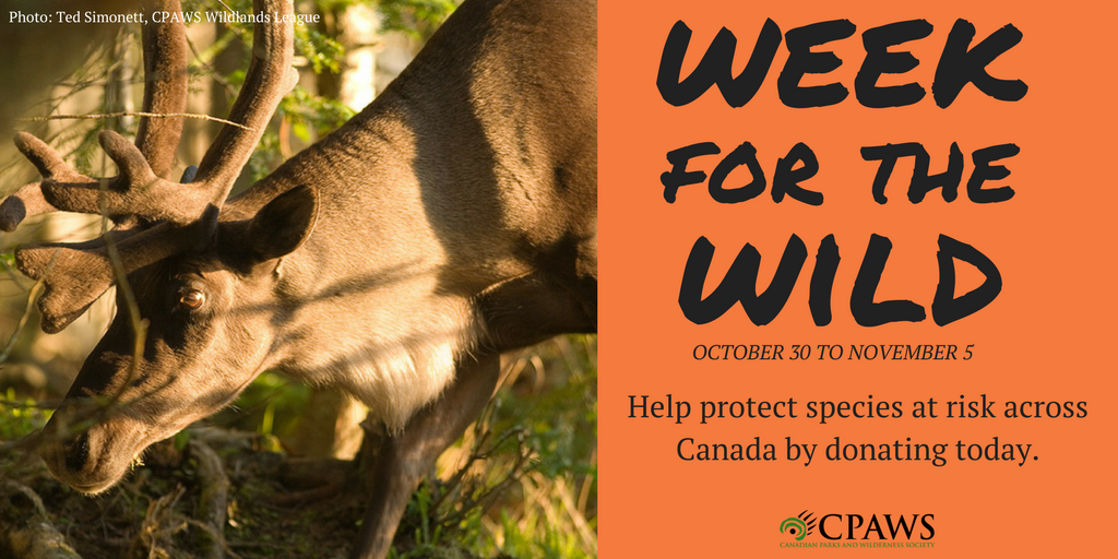 cpaws's tweet photo. This week we're highlighting threatened wildlife across Canada for #wk4wild. Do you recognize any of these species? https://t.co/WvXzsvkPYW https://t.co/n7tpEEqKZQ