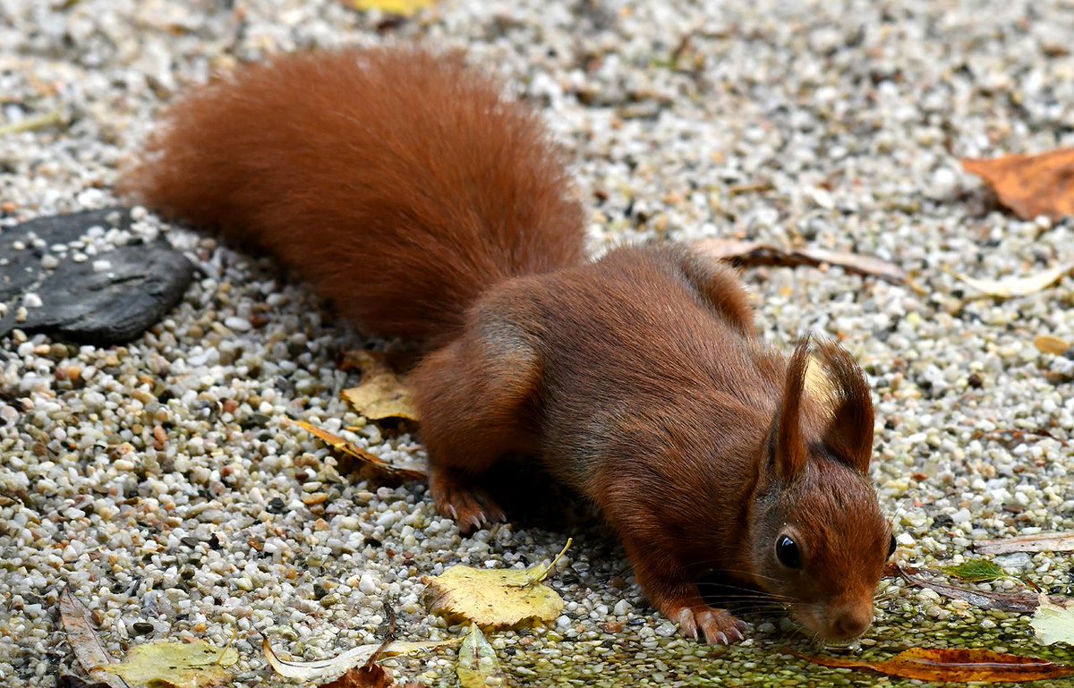 De #RodeEekhoorn is weer terug bij de #fotohut

<a href="/BoswachterFrans/">Frans Kapteijns</a> @Natuurmonument <a href="/andredonker/">André Donker</a> <a href="/waarneming/">Waarneming.nl</a> <a href="/Sovon/">Sovon Vogelonderzoek Nederland</a> <a href="/vogelnieuws/">Vogelbescherming NL</a> <a href="/FransKolsters/">Frans Kolsters</a>