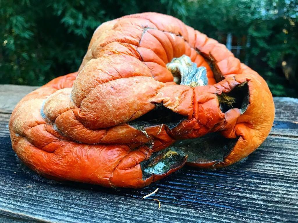 BizarreBay's tweet image. 🎃 We hope you had a great Halloween! 👻 .
On to the next one 👉
.
#Halloween #Pumpkin #October #November #BizarreBay instagram.com/p/Ba8_ihcBE2n/