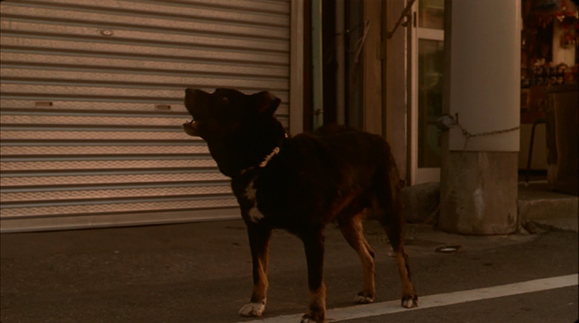 טוויטר 角川 大映 特撮公式 בטוויטר 今日は 犬の日 ということで G1でこの直後 かわいそうなことになってしまうワンちゃんと G3で同じくかわいそうなことになるハチ公像 平成ガメラでは 犬はロクな目に遭わないようです 犬の日 T Co Plgpkbloav