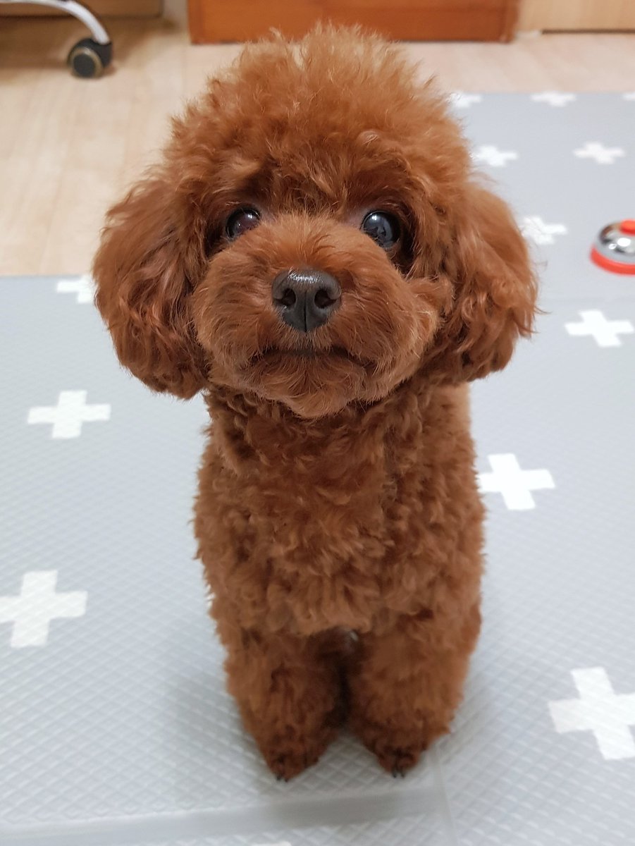 woody0716_'s tweet photo. 간식 잘 얻어먹을상 https://t.co/E2YOvhnzsk