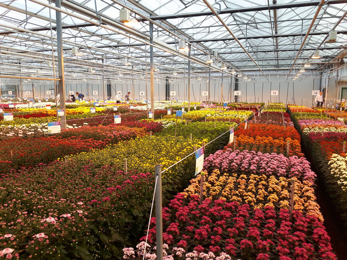 Royal Van Zanten tweet media