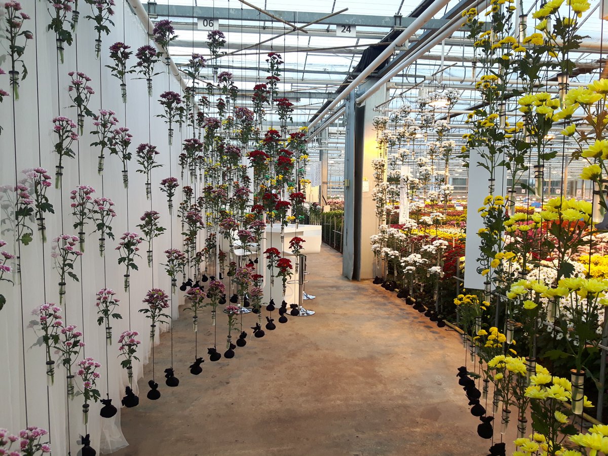 Royal Van Zanten tweet media