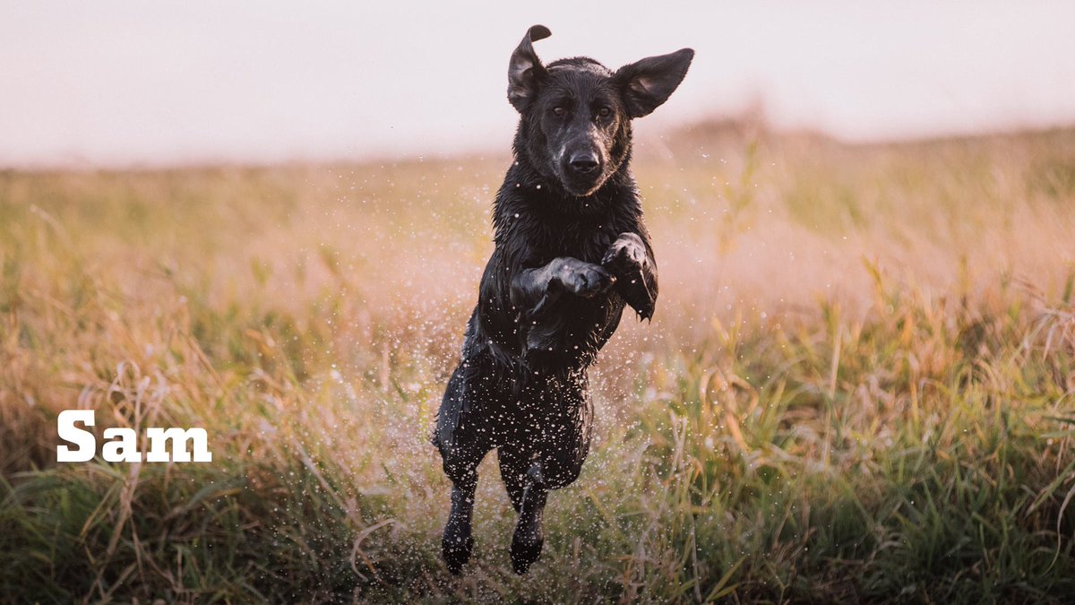 YETICoolers's tweet photo. Duck hunting dogs are hardworking and obedient. But Sam likes to work on her own terms. Watch SAM -
https://t.co/xxykw0wjGR https://t.co/NOP5Mo7nOW